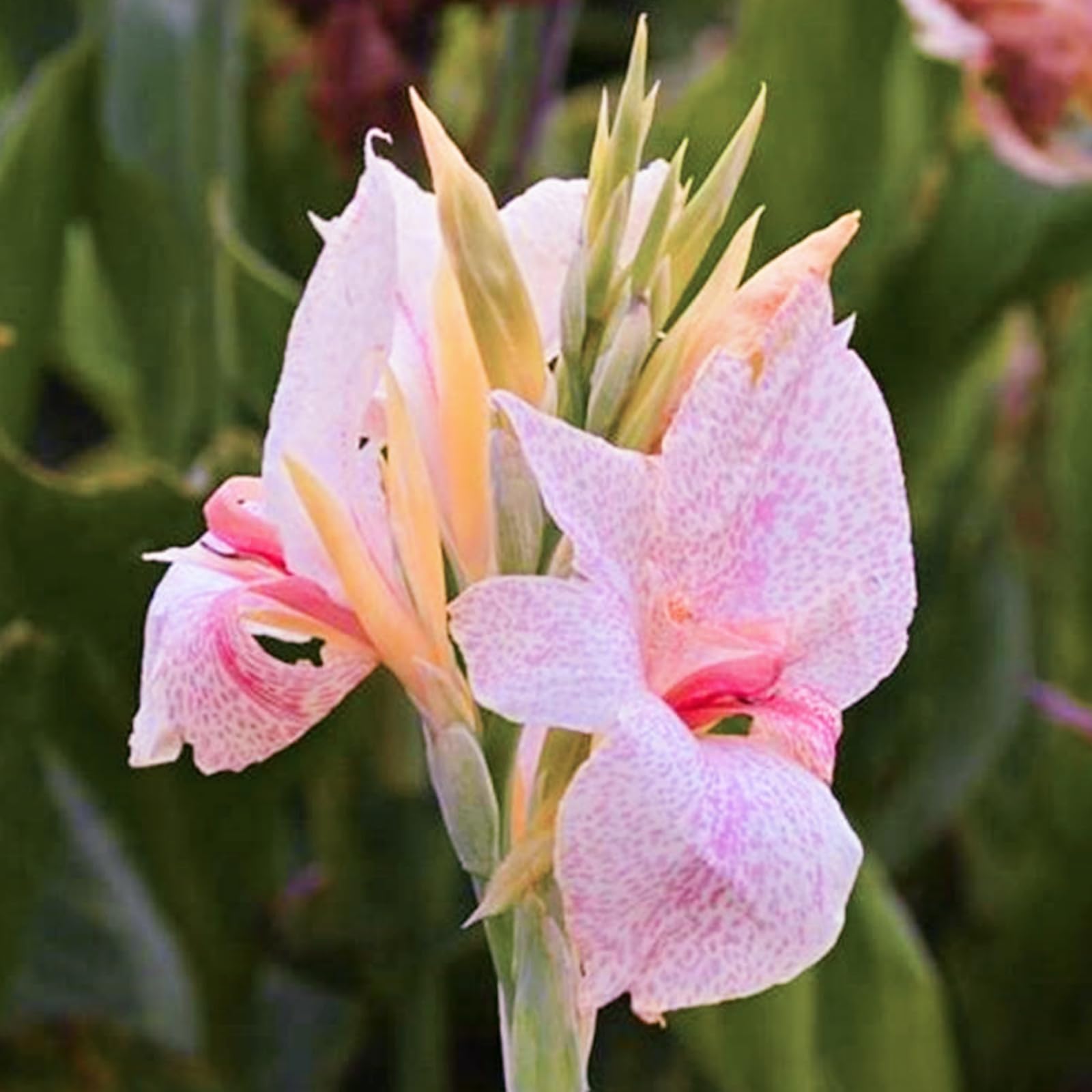 Canna Plants for Planting UK/Canna Lily Plant Root Excellent Display Indoor Perennial Balcony Garden Bulbs Can Be Potted-3bulbs-G — image 1