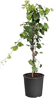 Tara Scuppernong Grape - 2 Gallon