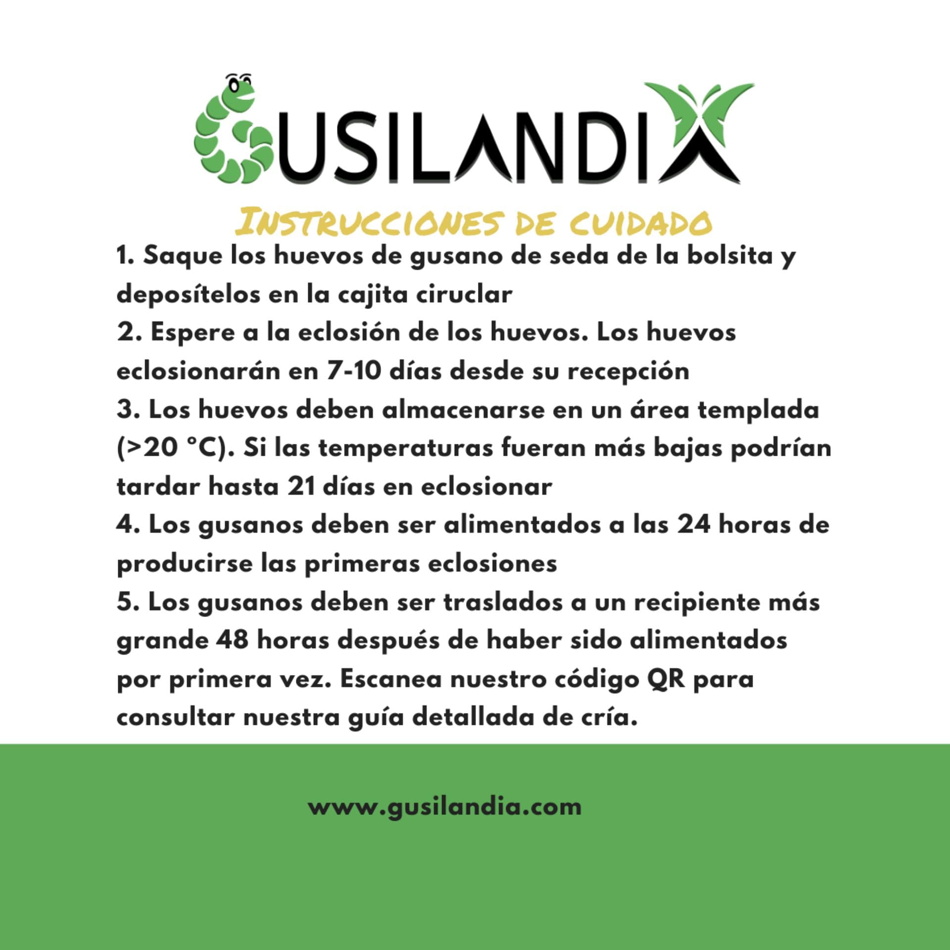 100 Huevos de Gusanos de Seda – Eclosionan en 10 días – Clásicos – Blancos