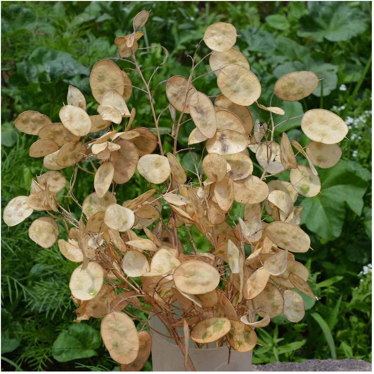 Everwilde Farms - 1 Lb Money Plant Wildflower Seeds - Gold Vault