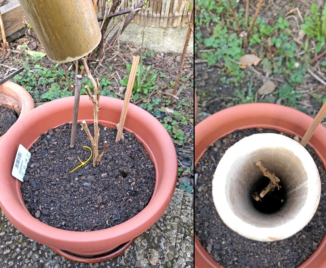 Bambus als Pflanzen- und Setzlingen Schutz, 25cm hoch - Durchmesser von 6-7,5cm - kleine Wuchsshülle