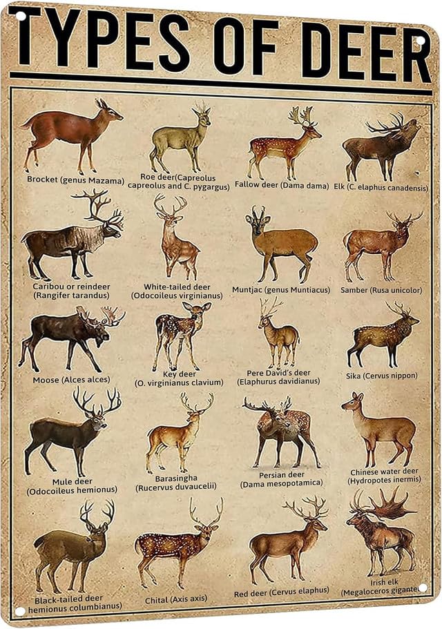 Geroclonup 20x30cm Aluminium Sign Rustic Types Of Deer Metal Sign Vintage Farmhouse Wall Art Tin Sign Educational Poster for Home Man Cave Bar