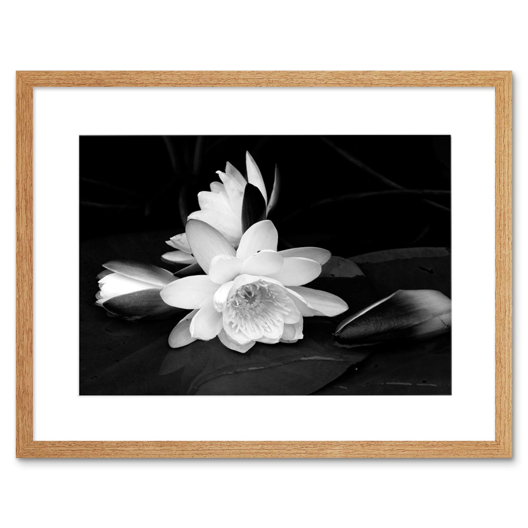Wee Blue Coo White Flower Bloom Black Background Picture Framed Wall Art Print