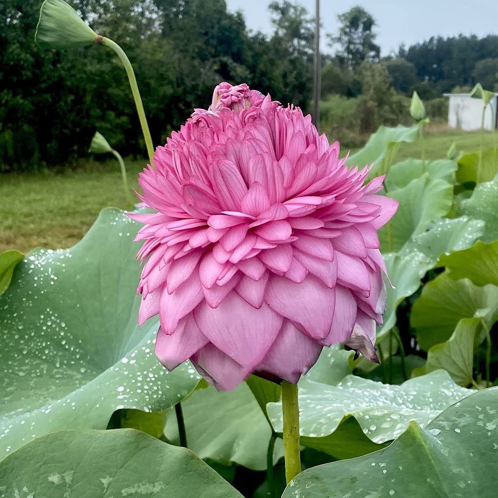 ROYAL LAND Aquatic plant Pink Thousand Petals Lotus Nelumbo nucifera 20 Fresh Seeds Pack (B09B46RQ9N) Amazon Price History, Amazon Price Tracker