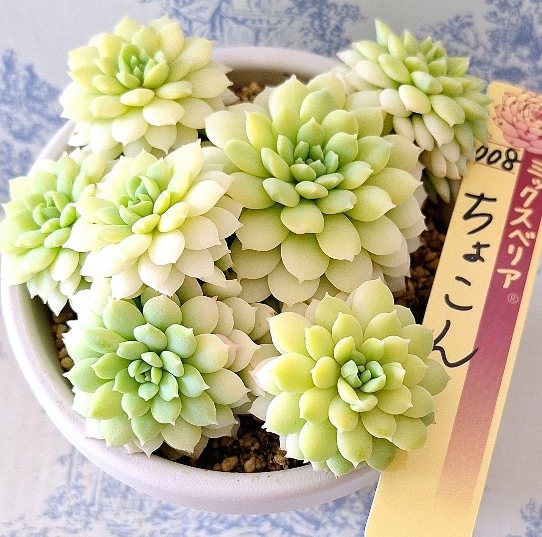 3号鉢 リンゼアナ 札付きポットごとメルカリ便ファームパルクさん苗 3号