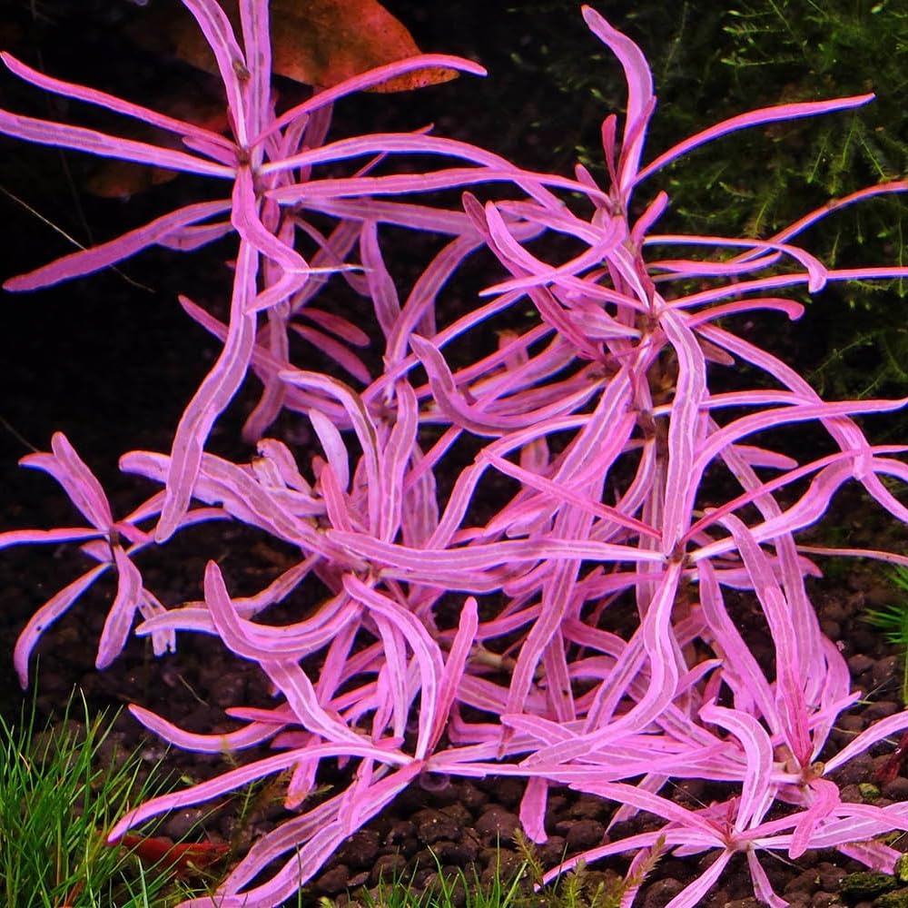 Hygrophila araguaia sp chai Pink Lady 1 stem Aquatic Plant Aquascaping k2aqua