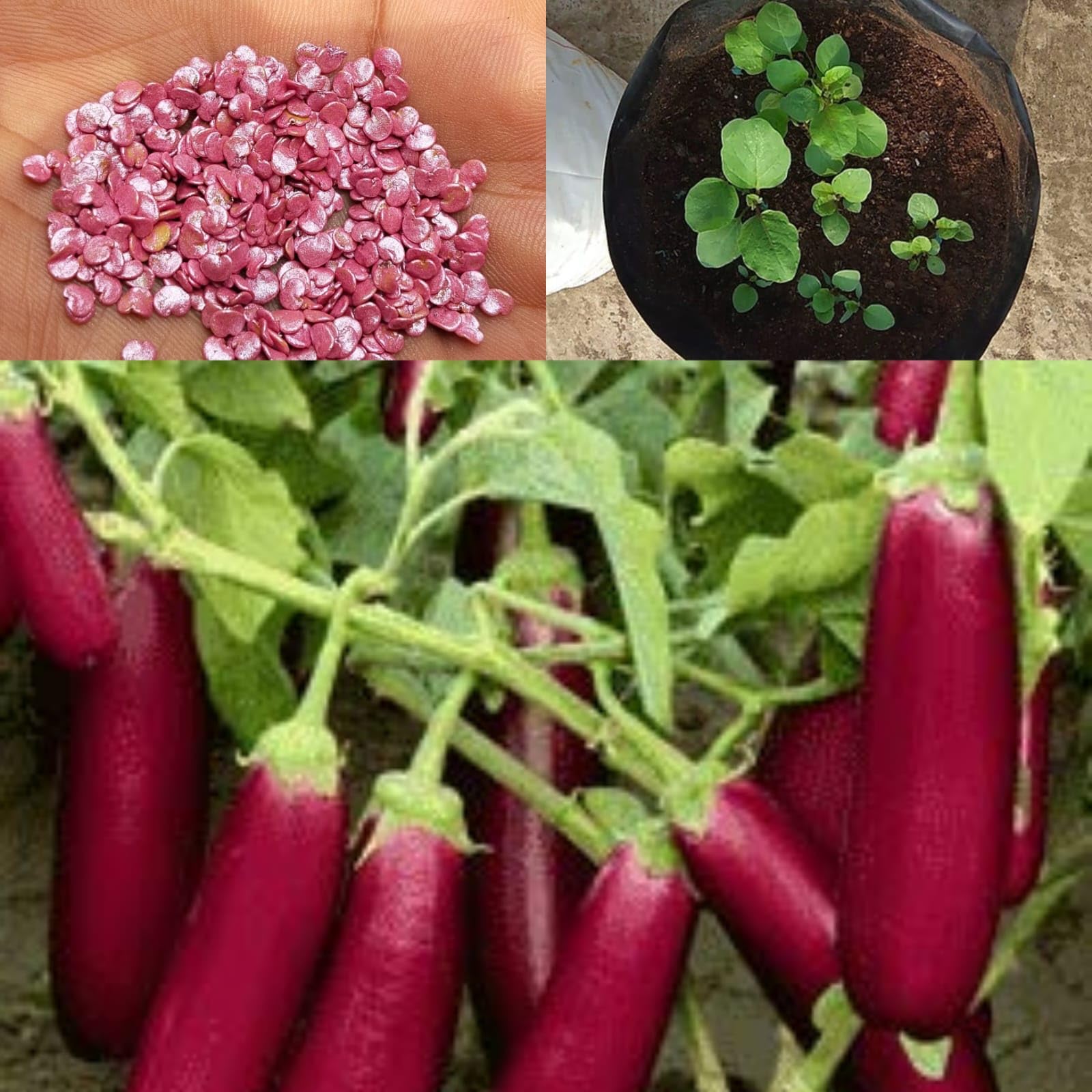 Golden Bloom Red Long Brinjal Seeds Vegetable Hybrid Brinjal Seeds for Home Garden (1Packet 100 seeds) Vegetable Seeds for Kitchen Organic Red Brinjal Plant Seeds for Home (B0C7LFWTLY) Amazon Price History, Amazon Price Tracker