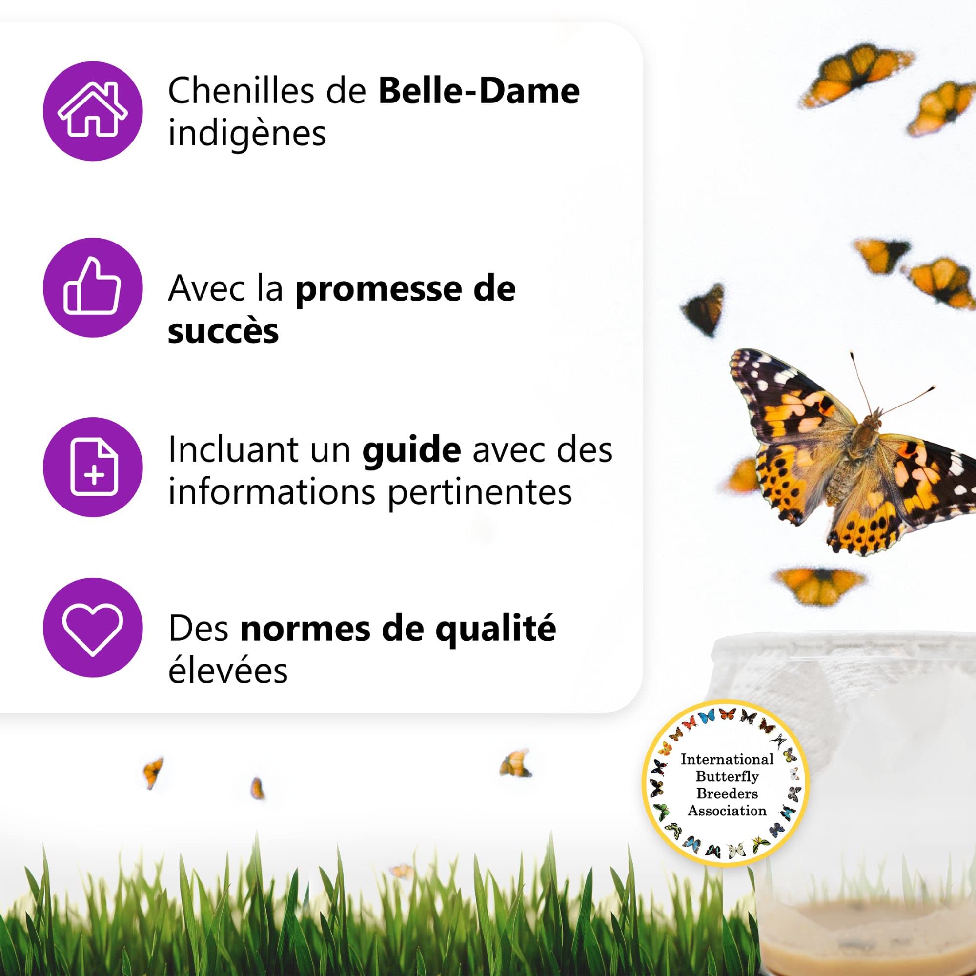 Ensemble d'élevage de Papillons pour Enfants/Adultes | Élevage de Papillons avec [Garantie de réussite] | Papillons indigènes | Élevage de chenilles à Domicile à partir de 3 Ans