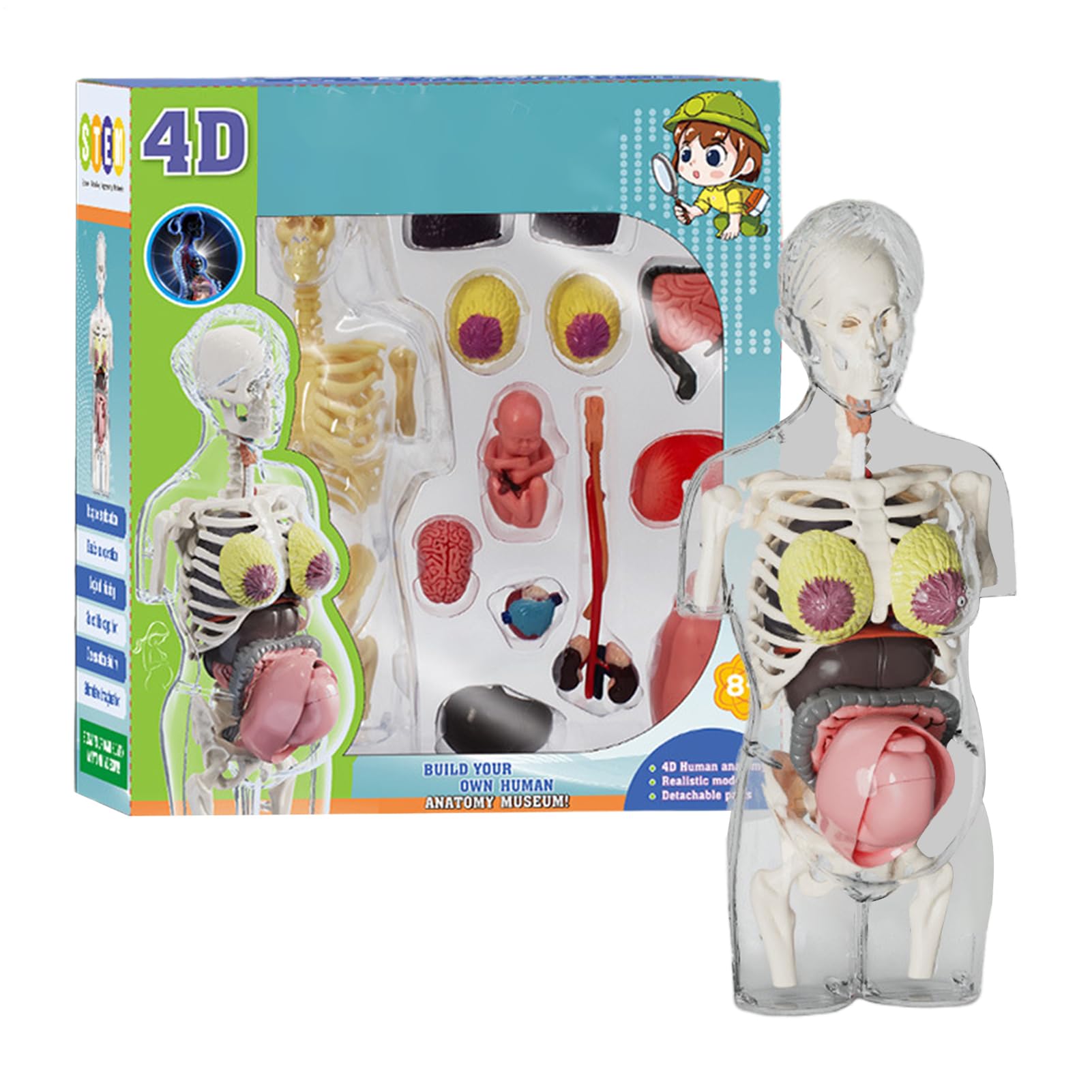 Kit anatomique éducatif pour comprendre la grossesse avec ce modèle articulé - 8