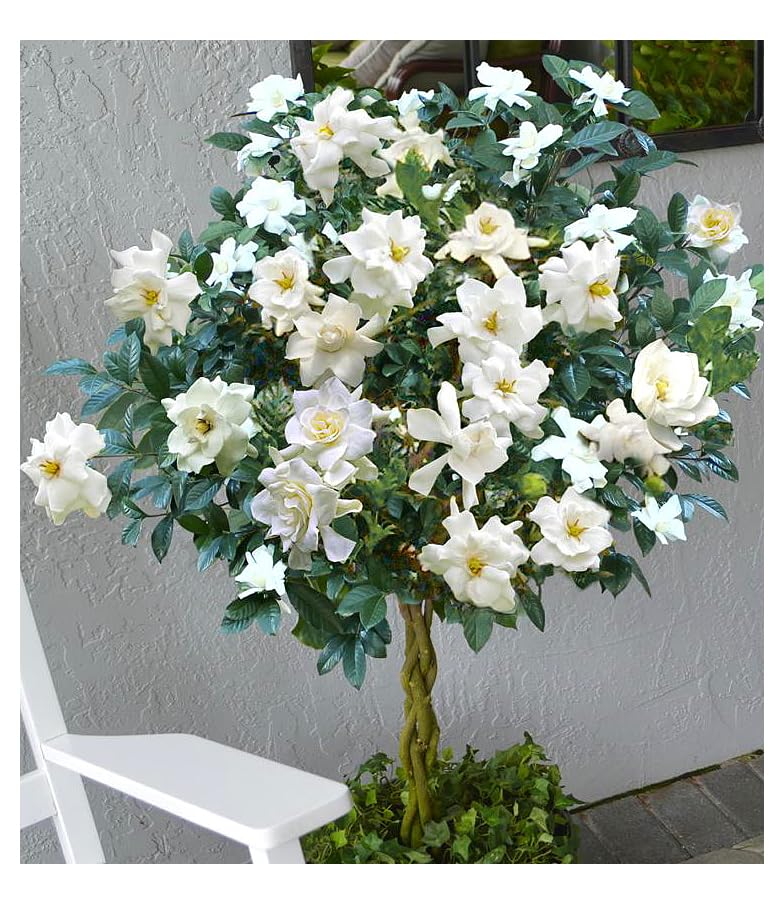 Professional Nursery Grade Gardenia Fertilizer 4 LB Six Month Slow Release Gardenia Cape Jasmine Plant Food