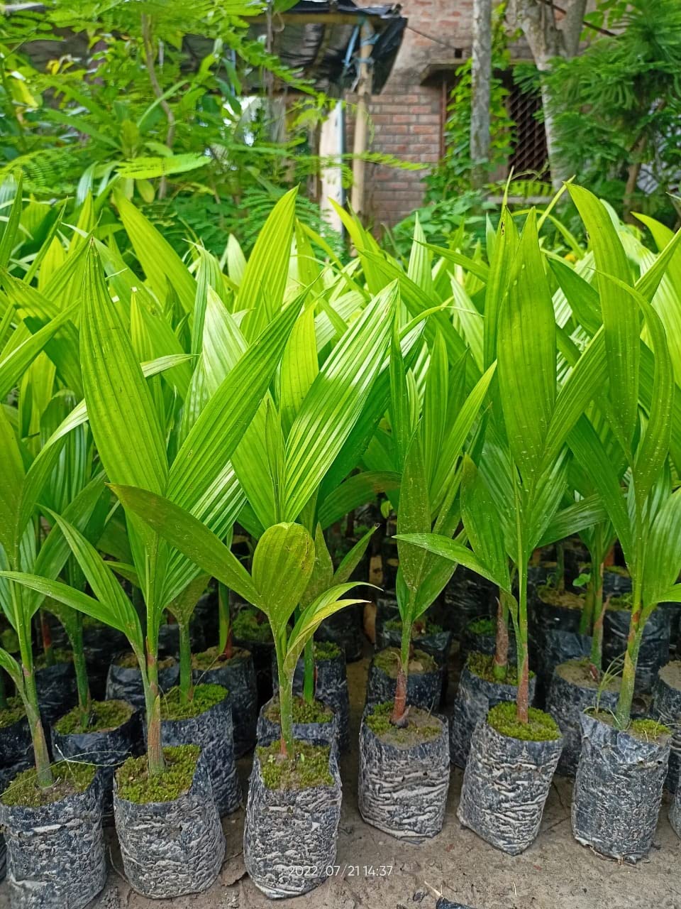 See full amazon price history chart for ASAMESE DWARF BETEL NUT/ARECA NUT/SUPARI PLANT ASAMESE DWARF BETEL NUT/ARECA NUT/SUPARI PLANT (B0B781XZXS) Amazon Price History, Amazon Price Tracker