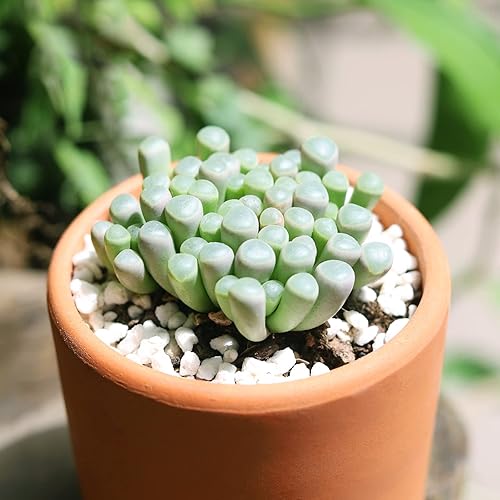 Miniatura 8 de Baby Toes Fenestraria Aurantiaca Succulent (maceta de plástico de 2 pulgadas)  Suculenta rara para ideas de regalo