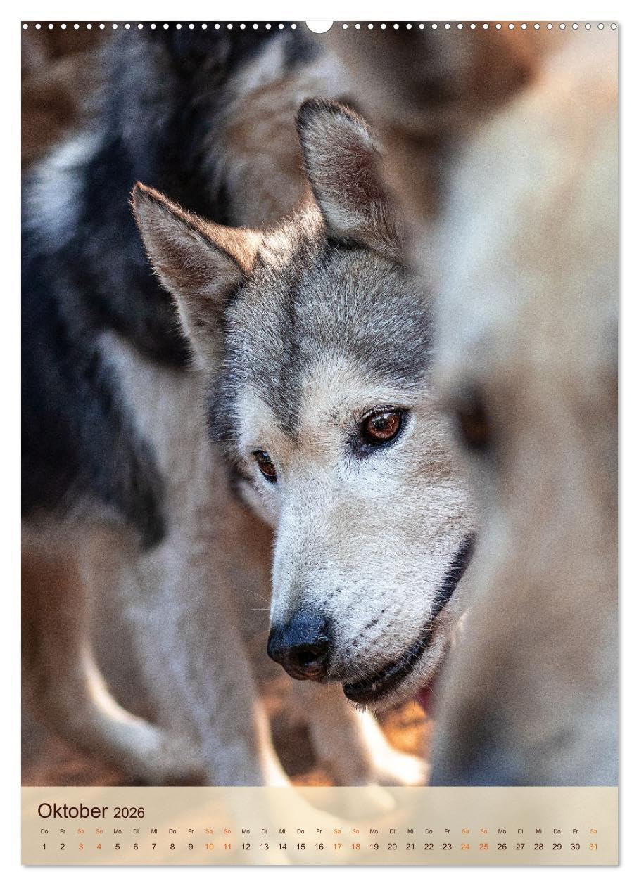 Im Husky-Rudel (Wandkalender 2026 DIN A2 hoch), CALVENDO Monatskalender: Eine charakteristische Bilderserie, die das friedvolle und spielerische ... von Huskies dokumentiert. (CALVENDO Tiere)