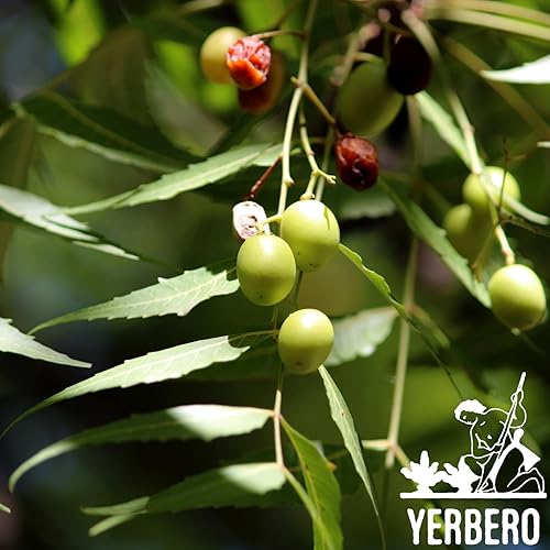 Miniatura 6 de Yerbero - Té de hierbas sueltas Neem de 4 onzas (4.02 oz) hace más de 25 tazas  Azadirachta indica  Te De Hoja Neem  Bolsa resellable de pie hecha