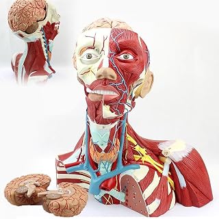 Human Head Neck and Thoracic Cavity Anatomical Model, Cranial Head, Neck and Thoracic Anatomical Model 2 Parts,Trachea and Thyroid Gland Cosmetic neurovascular Model