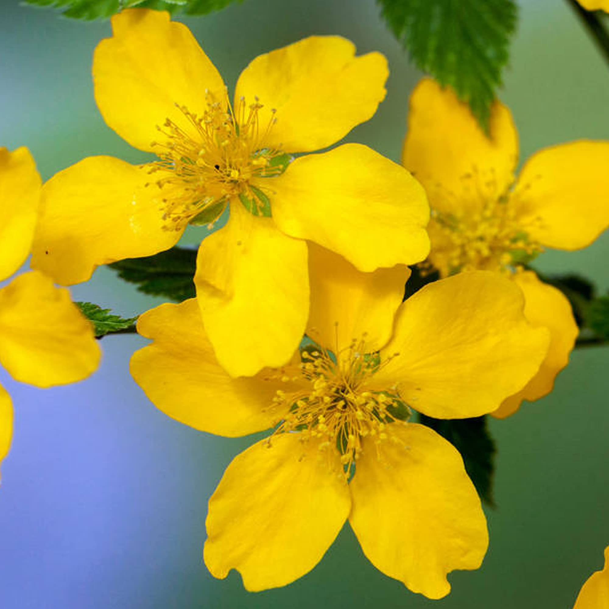Kerria Japonica Golden Guinea - Japanese Rose | Deciduous Potted Garden Shrub for Sale (15-30cm Incl. Pot)