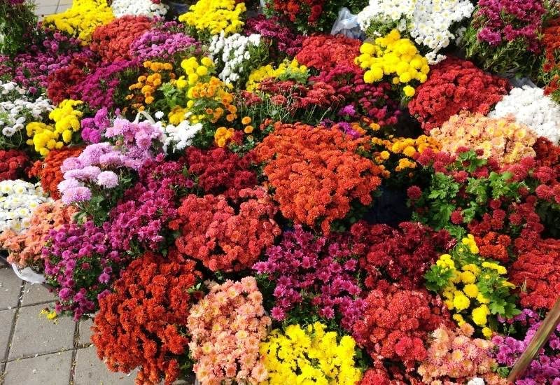 AYWAL Chrysanthemum Flowers Seeds/Guldaudi Mix Colors Hybrid Seeds For Home Gardening (Pack Of 80 Seeds) CA163 (B0CP17D2XC) Amazon Price History, Amazon Price Tracker