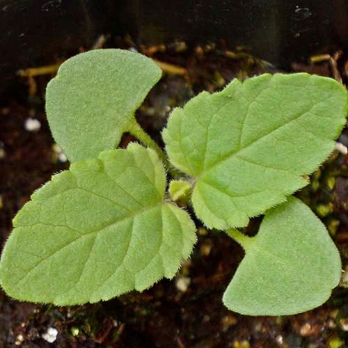 Miniatura 5 de Seed Needs Semillas de salvia roja escarlata para plantar Salvia coccinea paquete individual de 800 semillas cada una reliquia y polinización