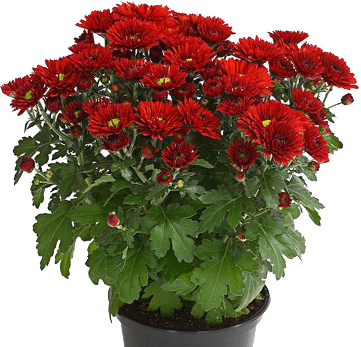 Punarva Chrysanthemums/Guldavari PlantChandramalika plantGuldavari/Chrysanthemum Live Red Flower plant with pot (pack of 1) (B0D11XGV1D) Amazon Price History, Amazon Price Tracker