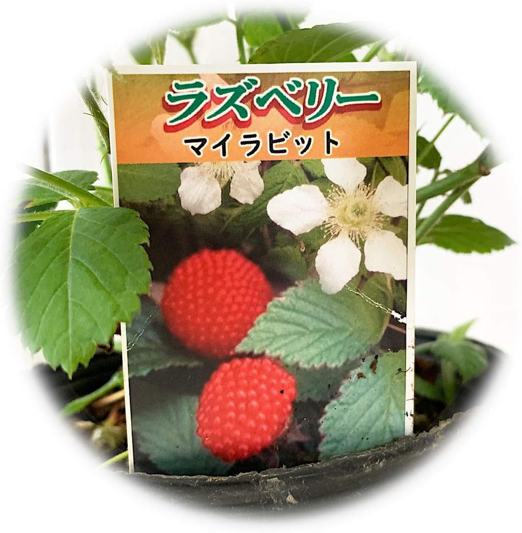 商い ラズベリー 苗木 マイラビット 12cmポット苗 苗 赤実