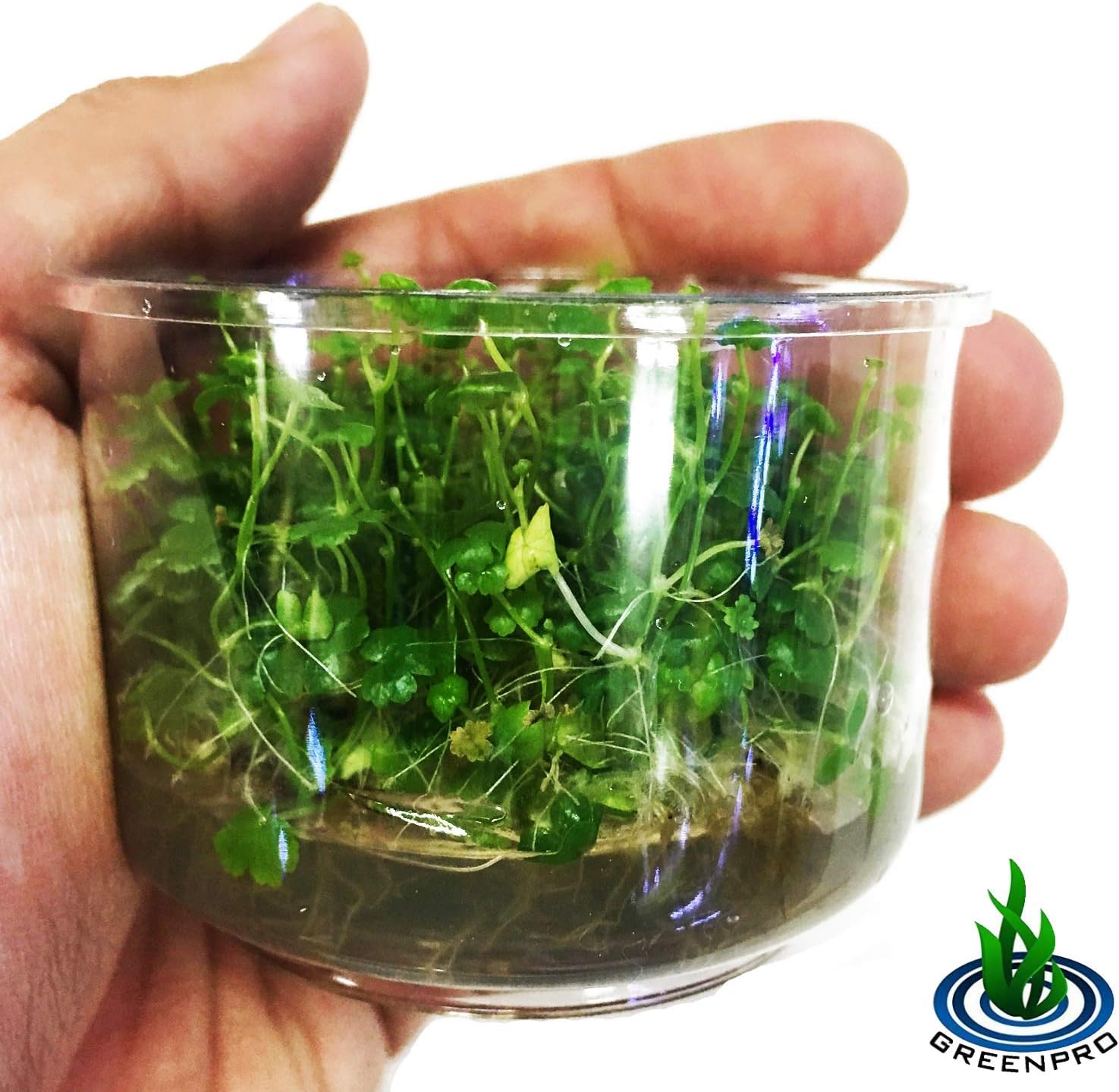 Greenpro Dwarf Pennywort Japan Tissue Culture | Hydrocotyle Tripartita Japan Freshwater Live Aquarium Plant