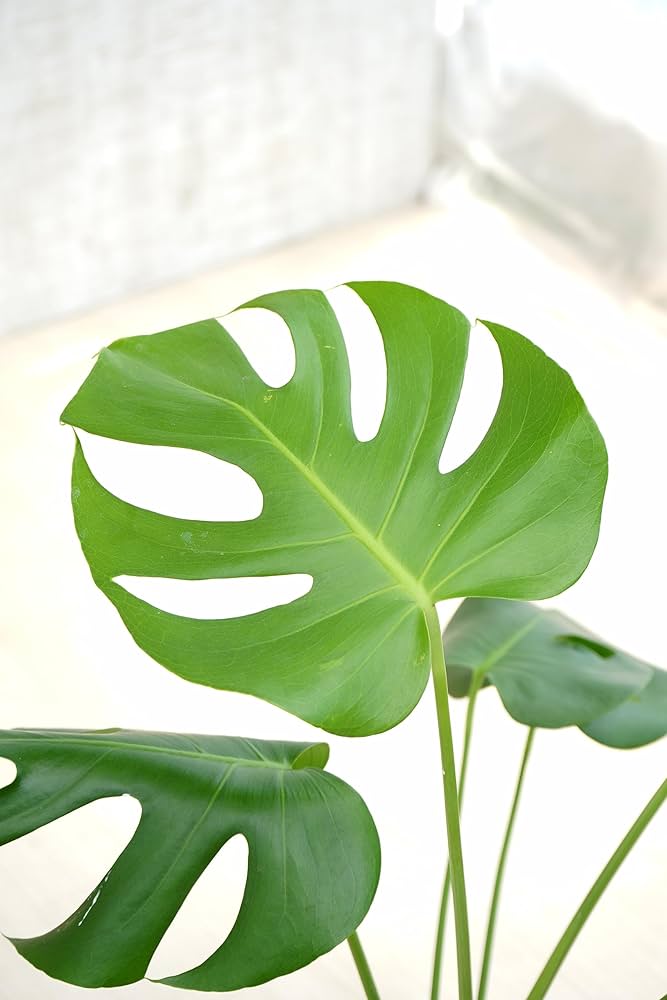 サイズ大❗️幹立ち❗️モンステラ　デリシオーサ✨ モンステラ デリシオーサ 幹立ち極太‼️【珍しい個体】 - メルカリ