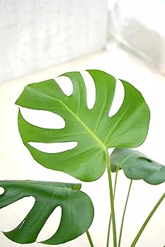 Amazon.co.jp: はなみどり 観葉植物 モンステラ デリシオーサ6号