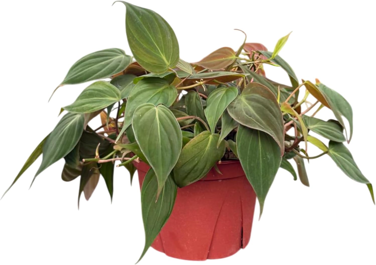 CoollectivePlants Philodendron Micans Live Plant in 6″ Grower’s Pot – Easy Care Indoor Houseplant, Low Maintenance Trailing Philodendron