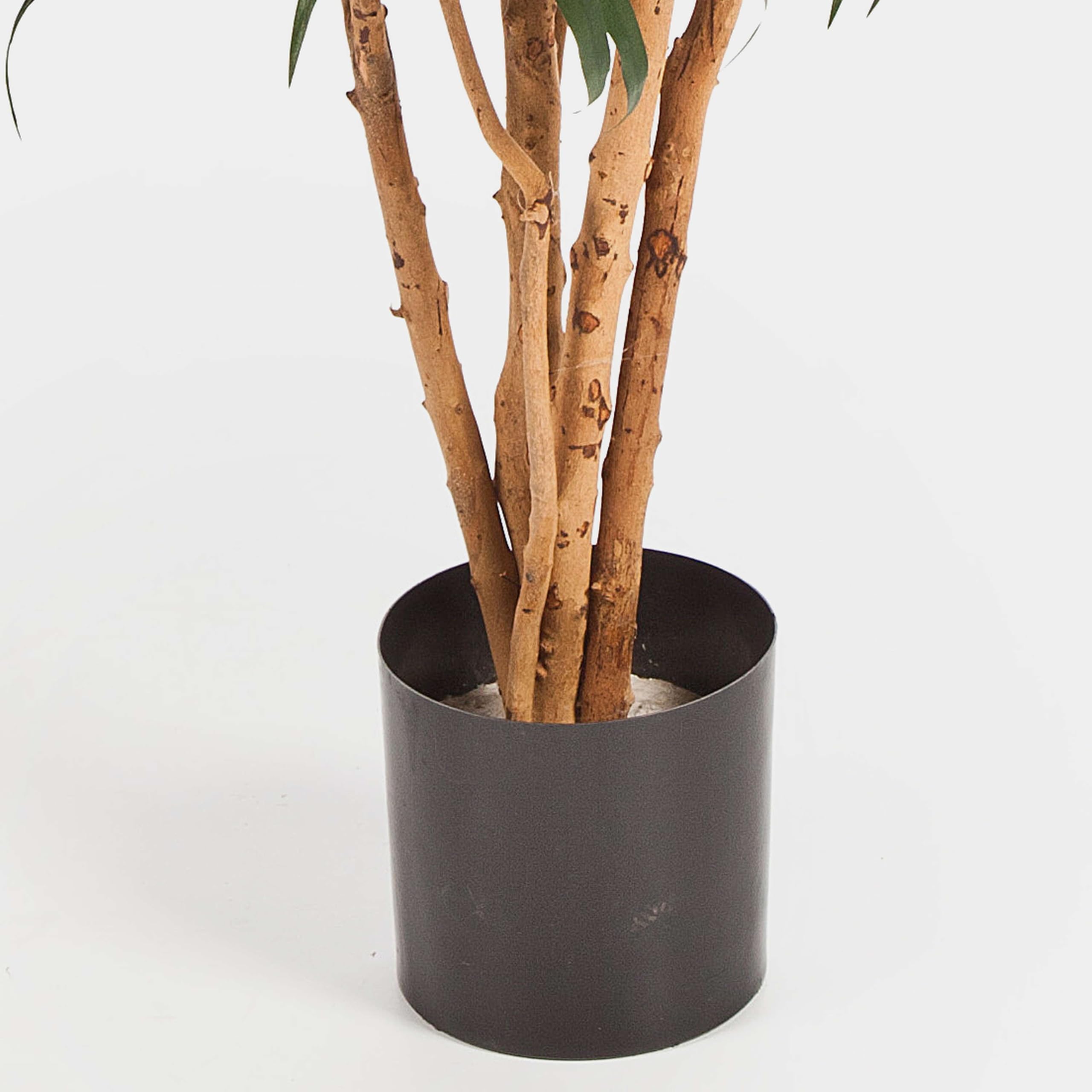 dracena godseffiana Dracaena godseffiana 'Silver'  Secret Garden Plant Shop