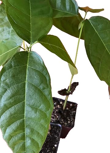 Miniatura 3 de Árbol de chocolate / Theobroma Cacao - 1 planta viva en maceta