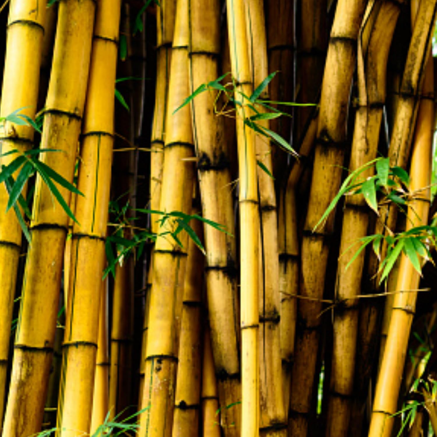Hug A Plant | Yellow Bamboo Plant Ornamental Live Plant (Home & Garden)-image-37