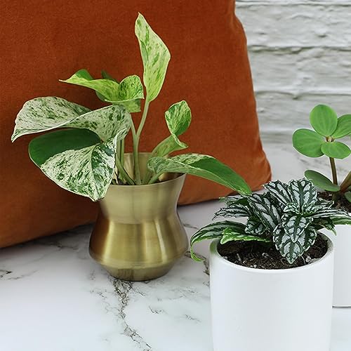 Miniatura 10 de Altman Plants Plantas de interior vivas (6PK), plantas de interior para entrega, plantas vivas y regalos de jardinería para amantes de las plantas,