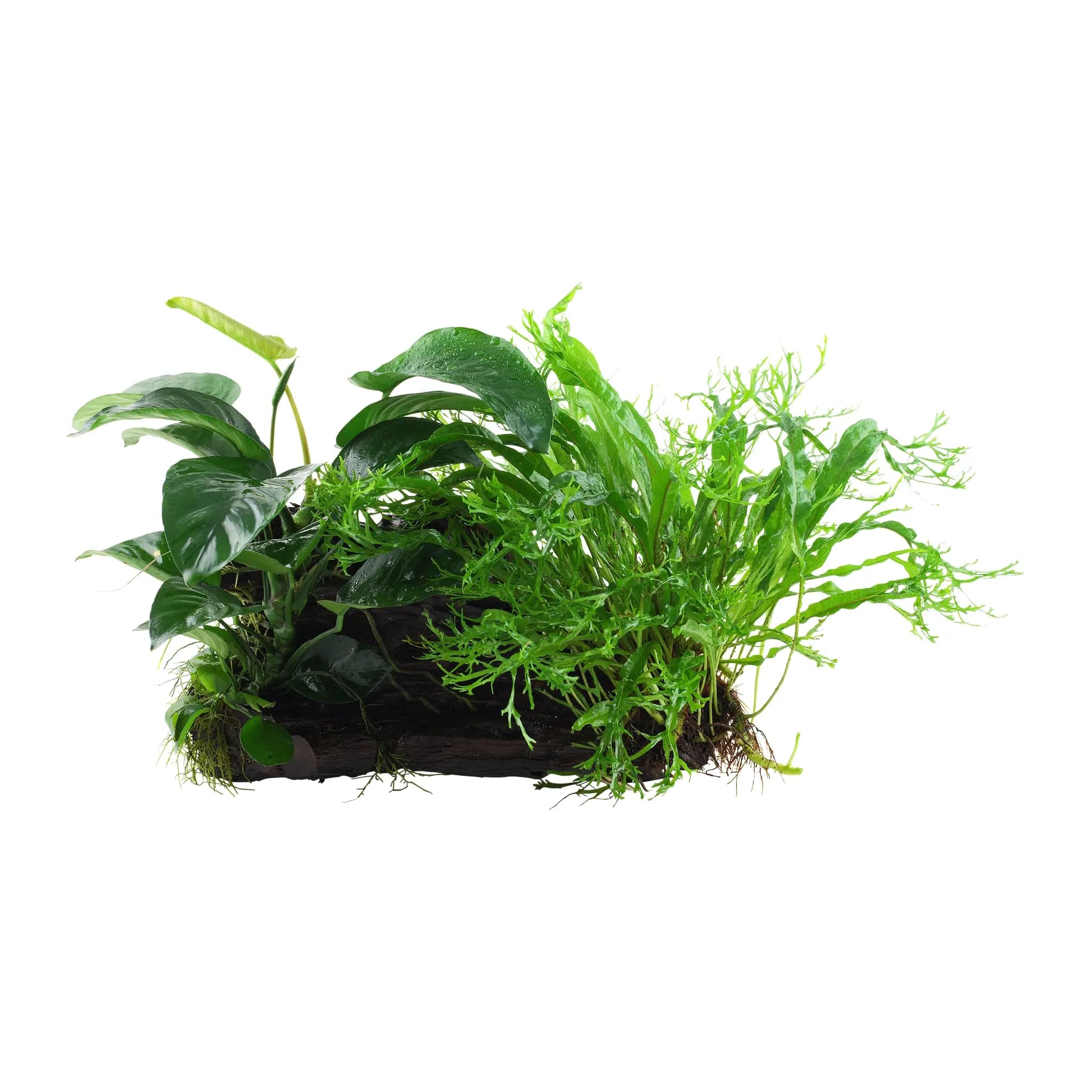 Aqua Essentials Microsorum Windelov and Anubias Duet