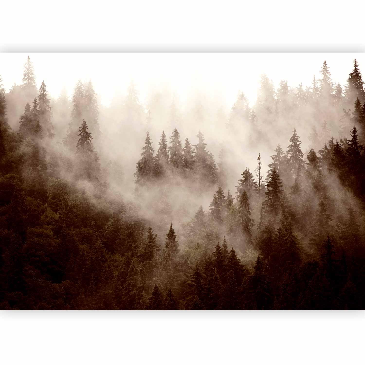 murando Photo Wallpaper Forest Fog 400x280 Centimetres — image 1