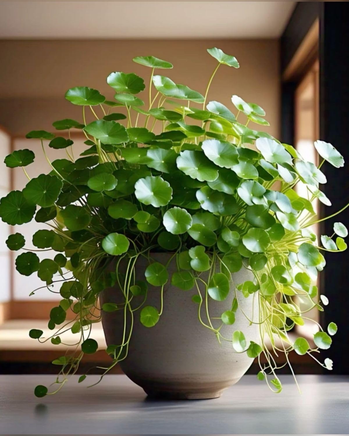 Coin Plant (Chinese Money Plant) – Prosperity-Bringing & Air Purifying Indoor Feng Shui Tree for Office Desk, Balcony & Home Décor | Perfect Good Luck & Positive Energy Gift Indoor Plant-image-37