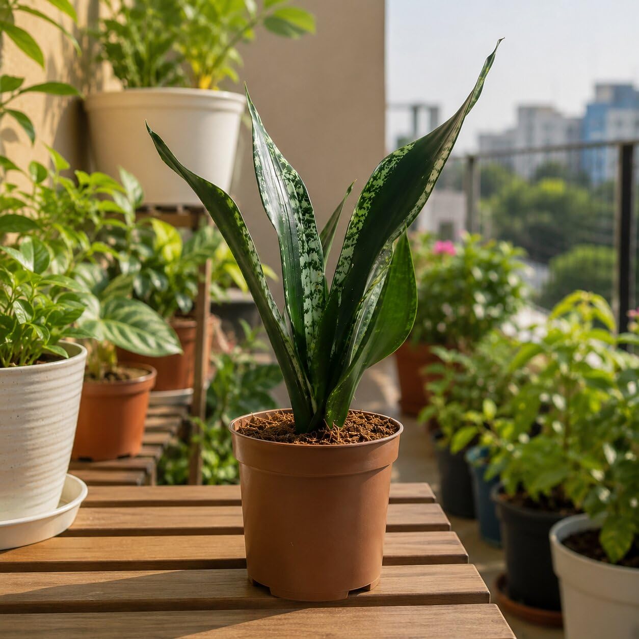 Live Whitney Snake Plant (Sansevieria Trifasciata) With Pot (Pack of 1)-picture-26