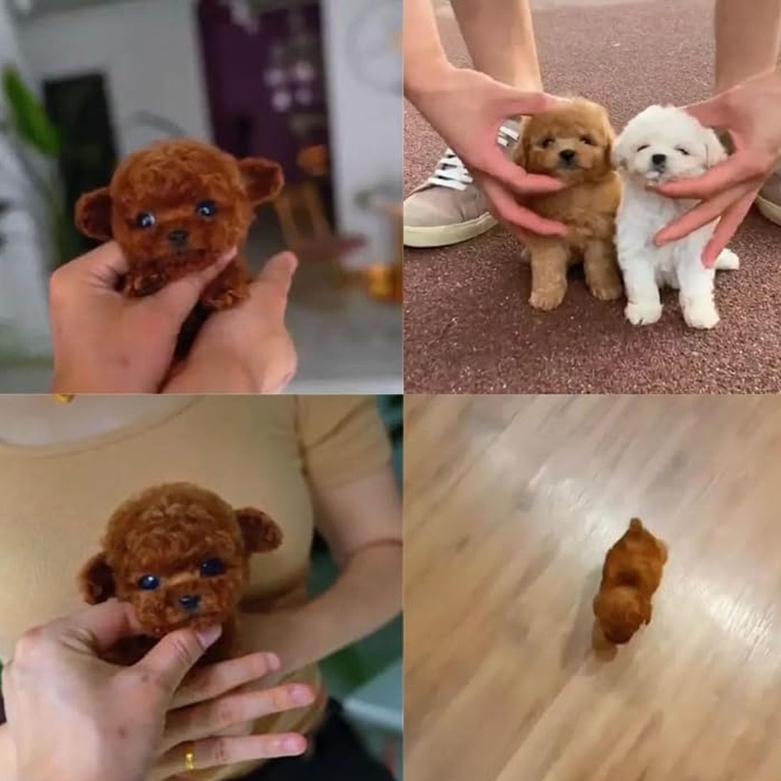 Ilow Robot Puppy, Ilow - On Chiot Robot Réaliste, On Chiot Robot