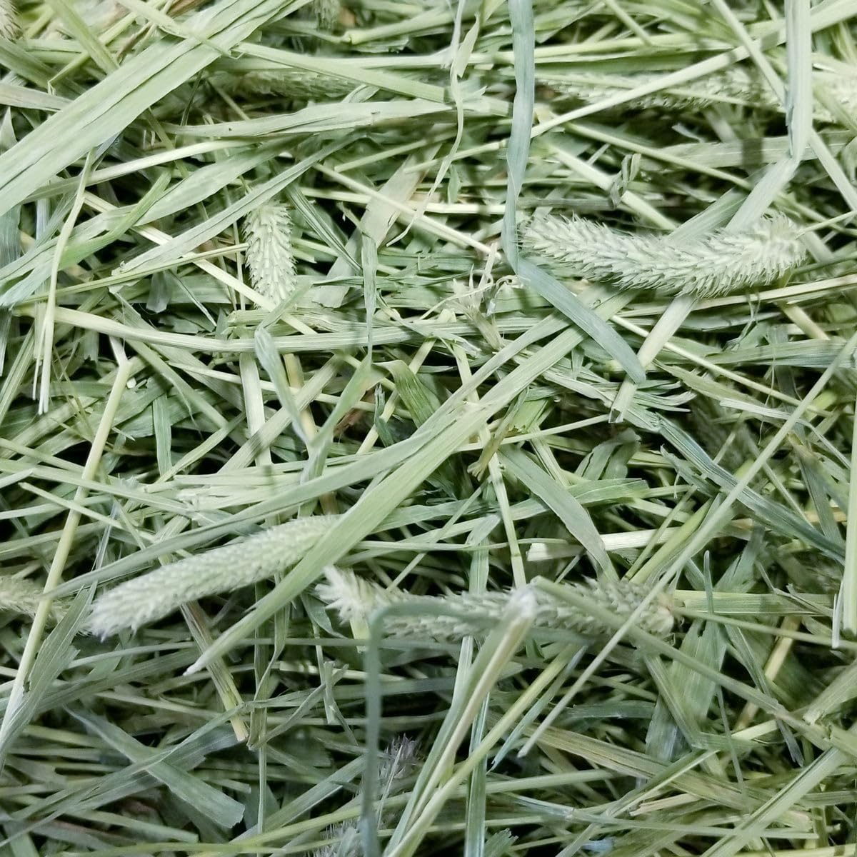 TIMOTHY GRASS/HAY SUPREME QUALITY FOR RABBITS 1KG