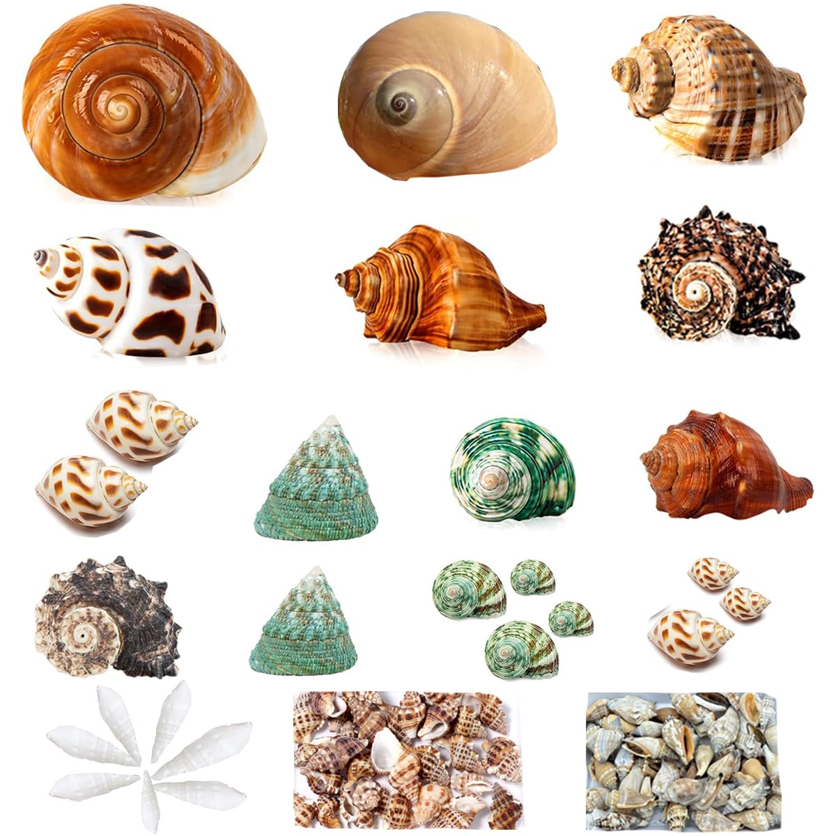 Hermit Crab Shells 30 PCS Small to Medium and Large Crabs Assorted Natural Sea Conch Size 1.6