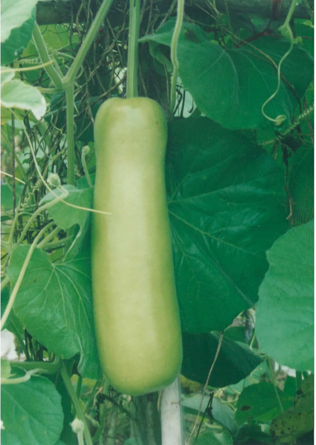 Gourd Seeds - NAM Tao Yao - 4 Oz ~560 Seeds - Non-GMO, Heirloom - Asian Garden Vegetable