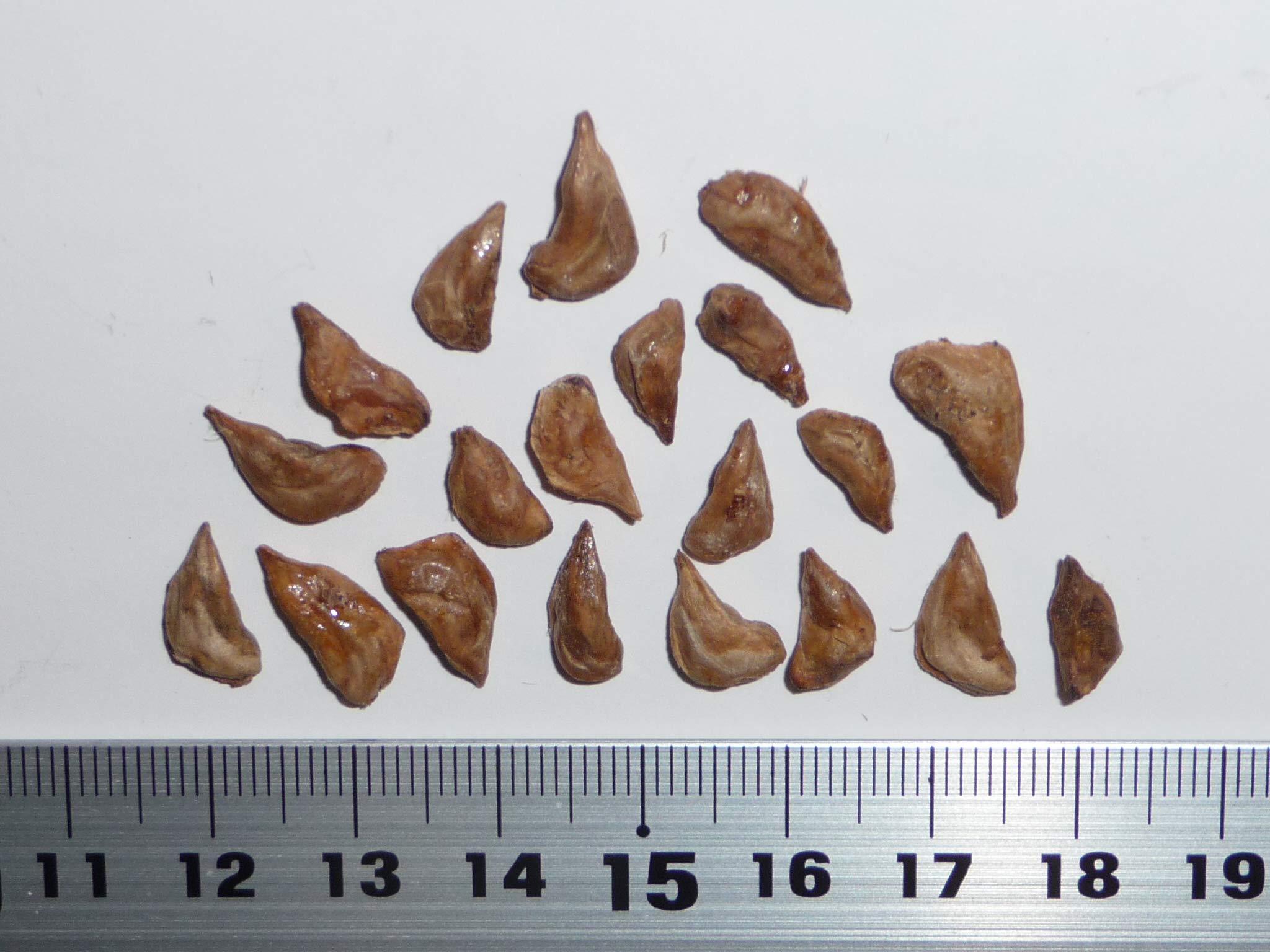 Amazon.co.jp: レバノンシダー（レバノン杉）種子20粒 Cedar of