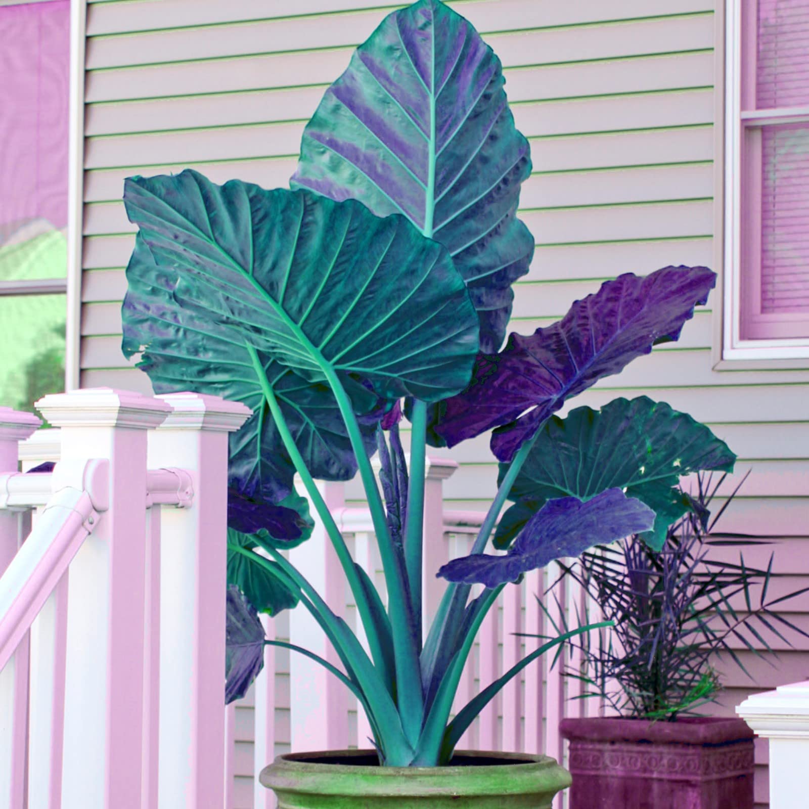 Colors Of Elephant Ears Plant Are Elephant Ears Poisonous? Plant
