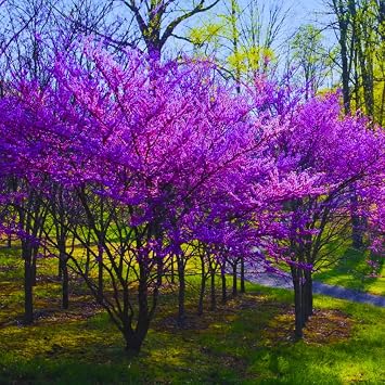Eastern Redbud Tree, Landscape Flower Tree, 6-13 Inch Tall