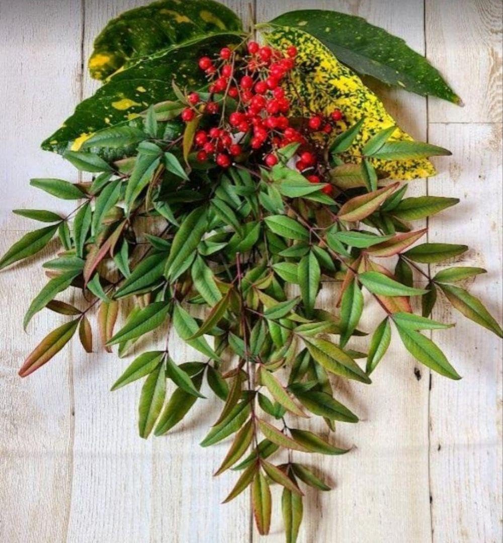 Amazon | 厄除け お飾り 南天の実 ヒバ アオキ お正月 クリスマス 信州