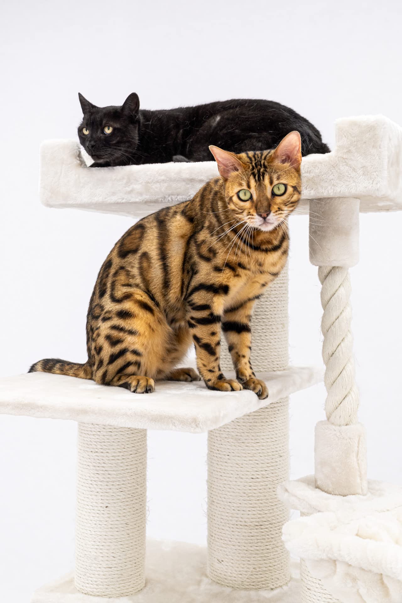 Petrebels Kratzbaum XXL für große Katzen, Parklane 175, Creme | sehr stabil, Ø 12 und Ø 15 cm dicke Stämme, mit XL Hängematte, Schlafhöhle, Loungesofa, dicke Bodenplatte, für mehrere Katzen