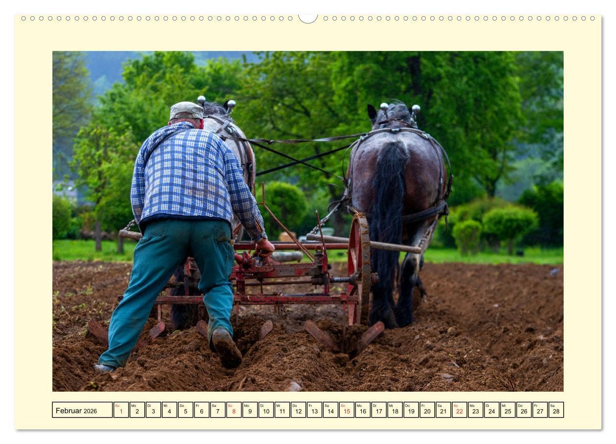 Arbeitspferde - Alltag des belgischen Kaltbluts (hochwertiger Premium Wandkalender 2026 DIN A2 quer), Kunstdruck in Hochglanz: Dieser Kalender zeigt ... belgischen Kaltblütern (CALVENDO Mobilitaet)
