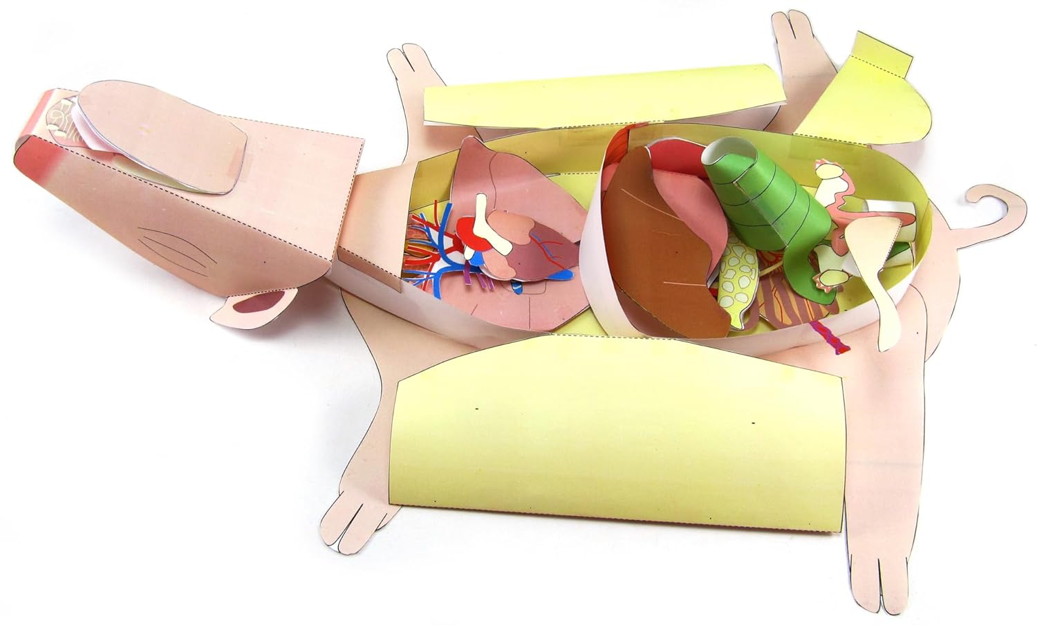 NewPath Fetal Pig Dissection 3-D Paper Model Making Kit - Individual Student Edition (17-7740)