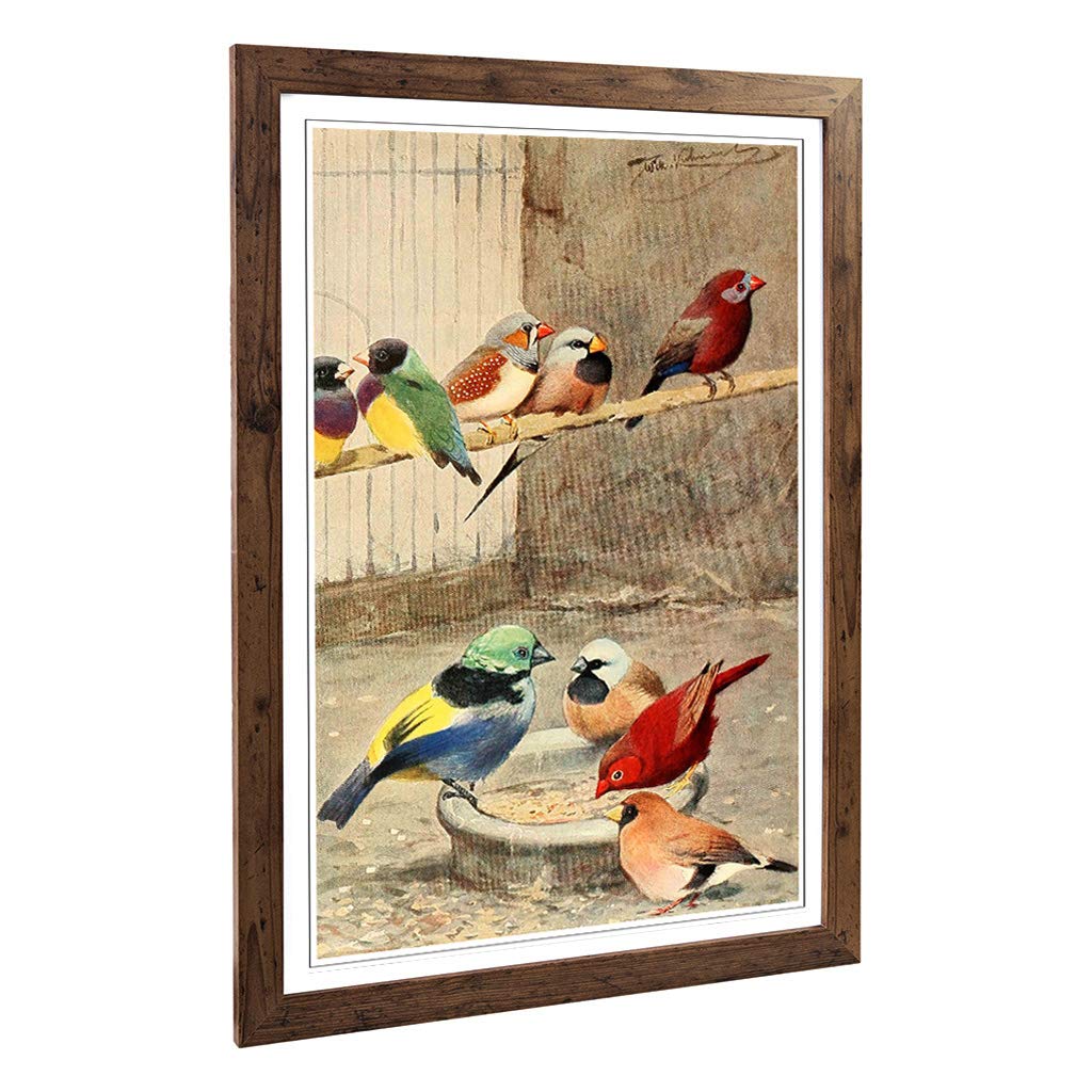 Big Box Art Framed Print of Vintage W Kuhnert Exotic Finches Design | Wall Art Picture | Home Decor for Kitchen, Living Room, Bedroom, Hallway, Walnut, A2 / 24.5x18 Inch / 62x45cm