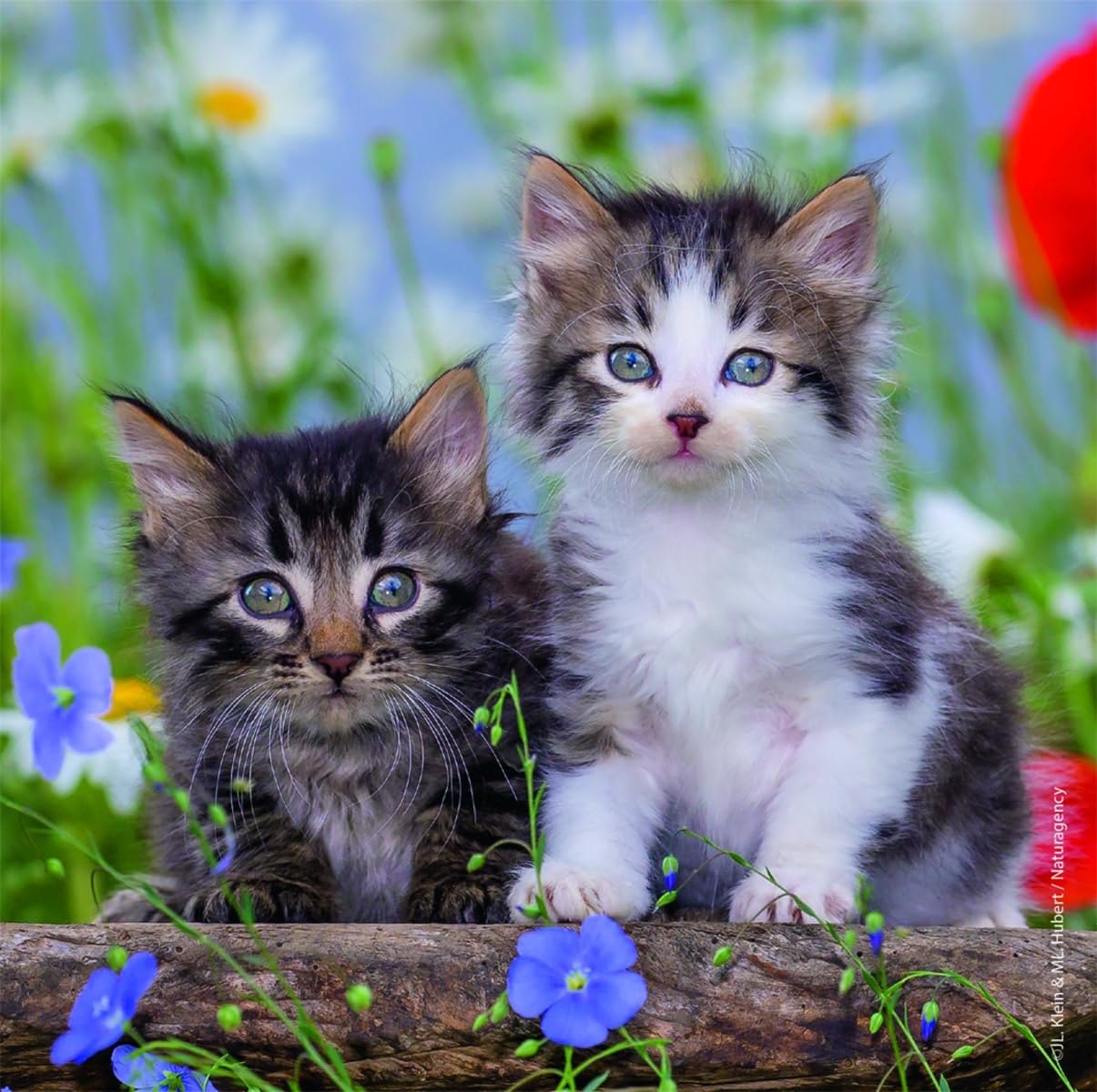 Ravensburger Cuddly Kittens 3 x 49 Piece Jigsaw Puzzle Set for Kids - 08046 - Every Piece is Unique, Pieces Fit Together Perfectly