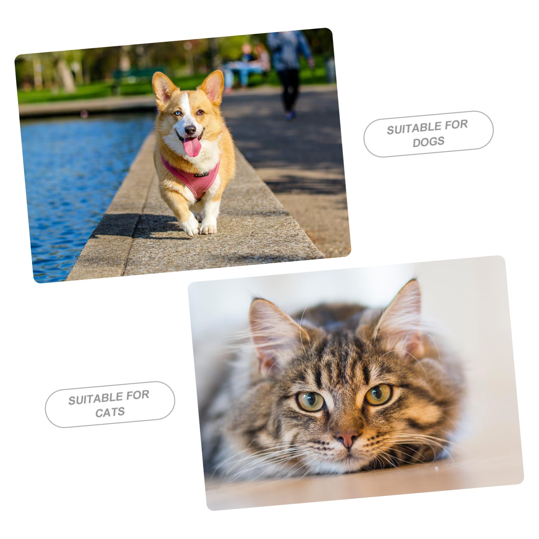 INOOMP Distributeur Automatique pour Chats Et Chiens Alimentation Et Eau Compact Et Facile Utilisation